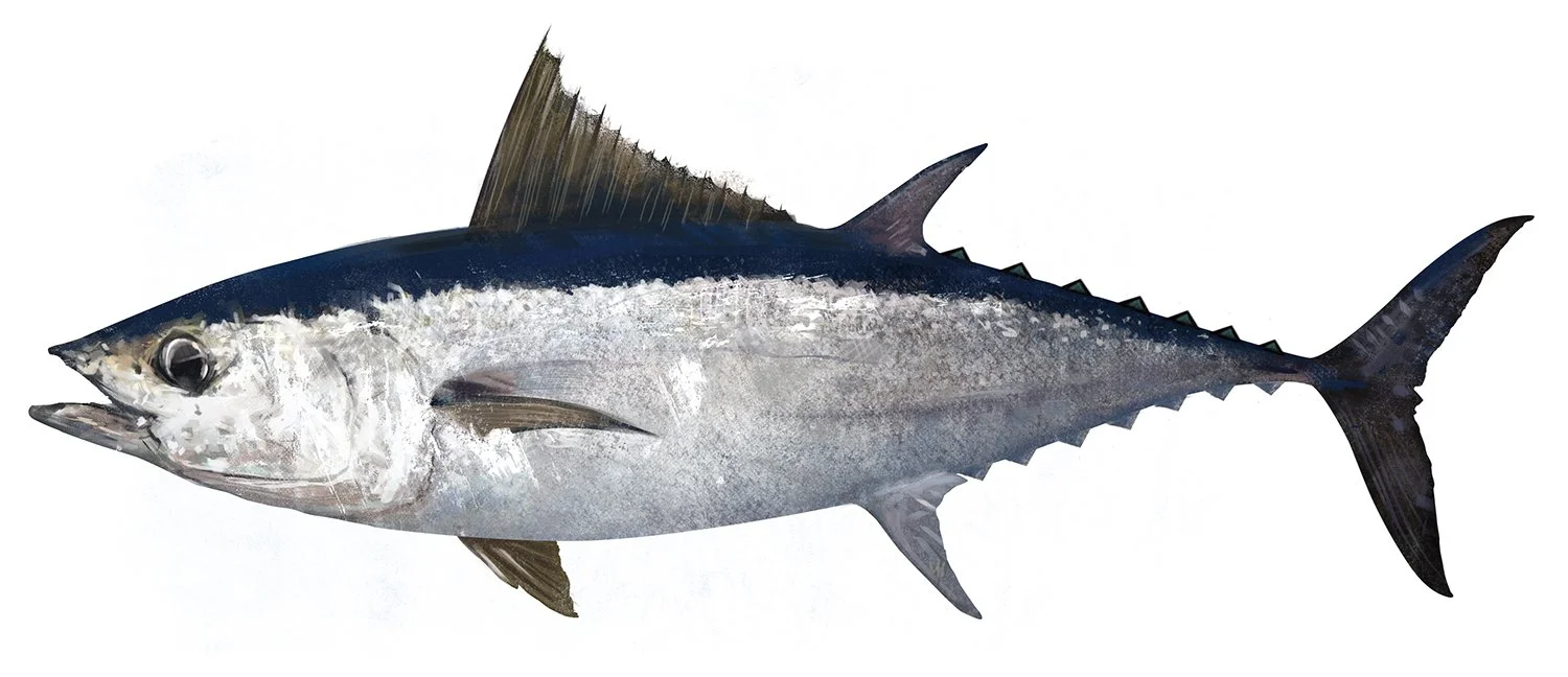 Tuna_Longtail_150.jpg