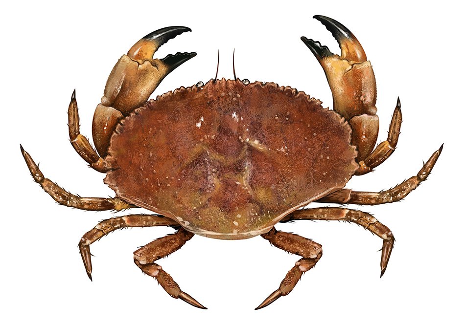 Crab_Jonah_R_150.jpg