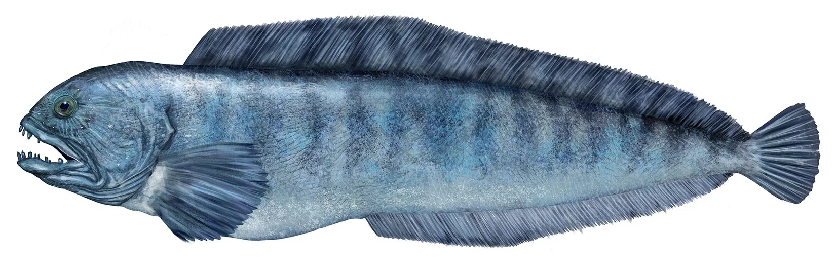 Wolffish_Atlantic_150.jpg
