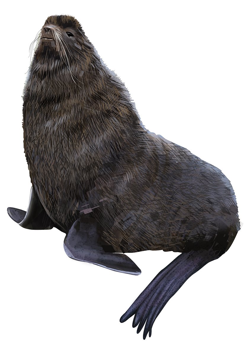 Seal_Northern Fur_RR_150.jpg