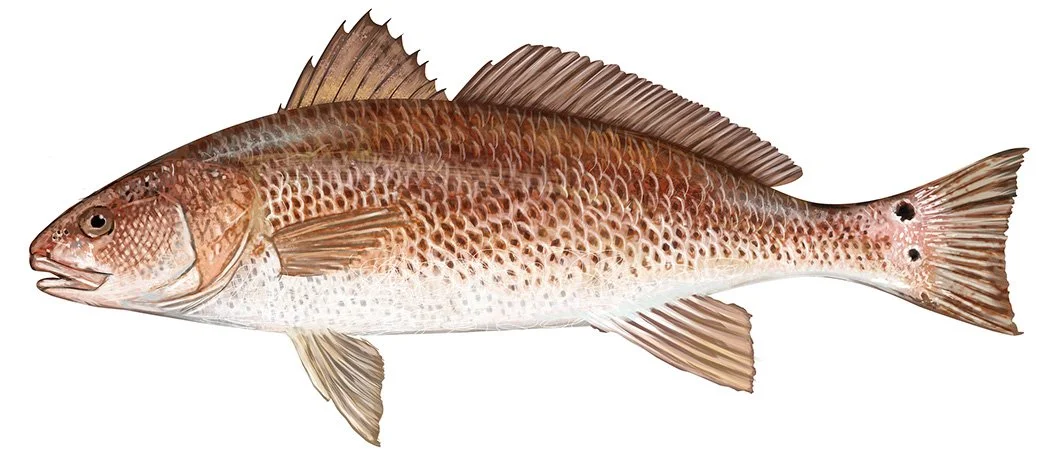 Red_Drum_150.jpg
