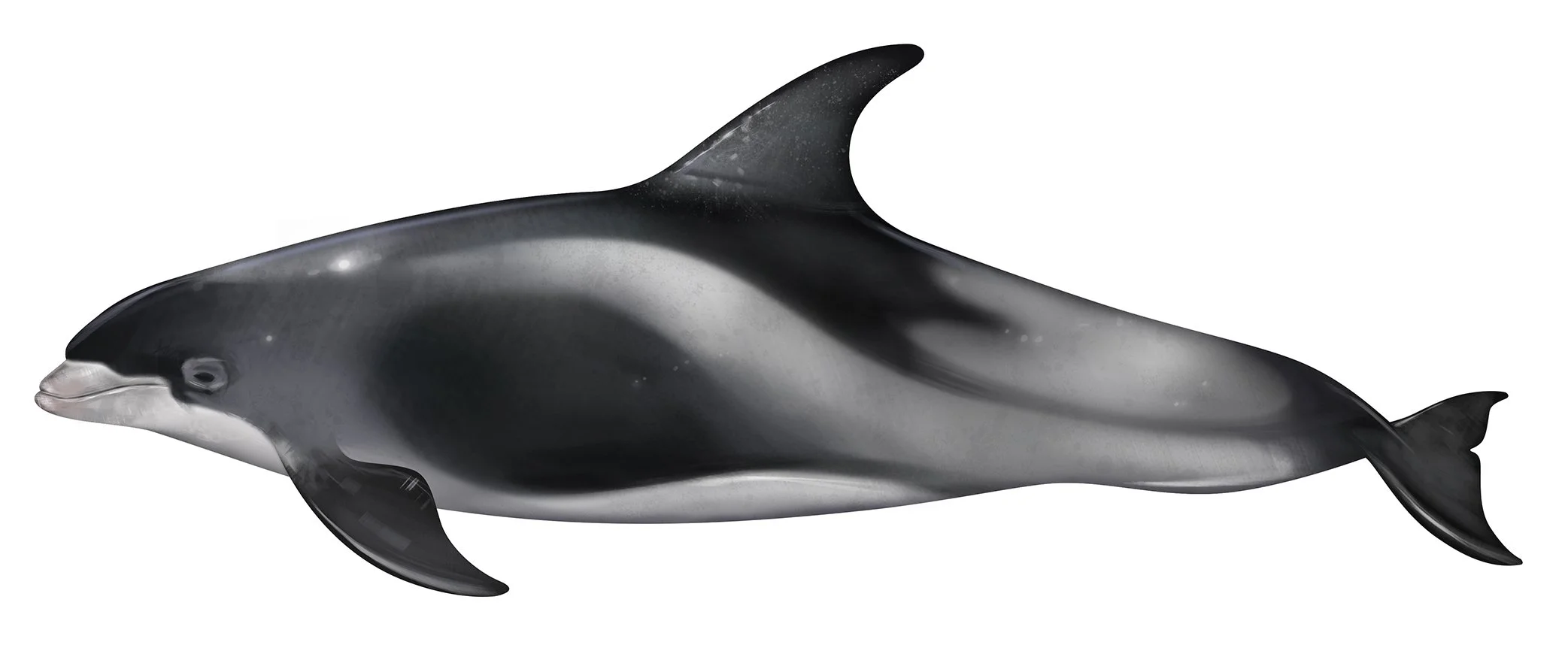 Dolphin_White_Beaked_150.jpg