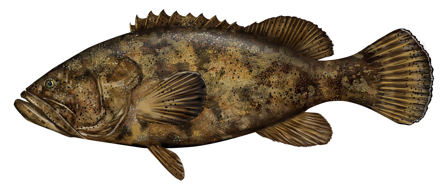 Grouper_Goliath_RRR_150.jpg