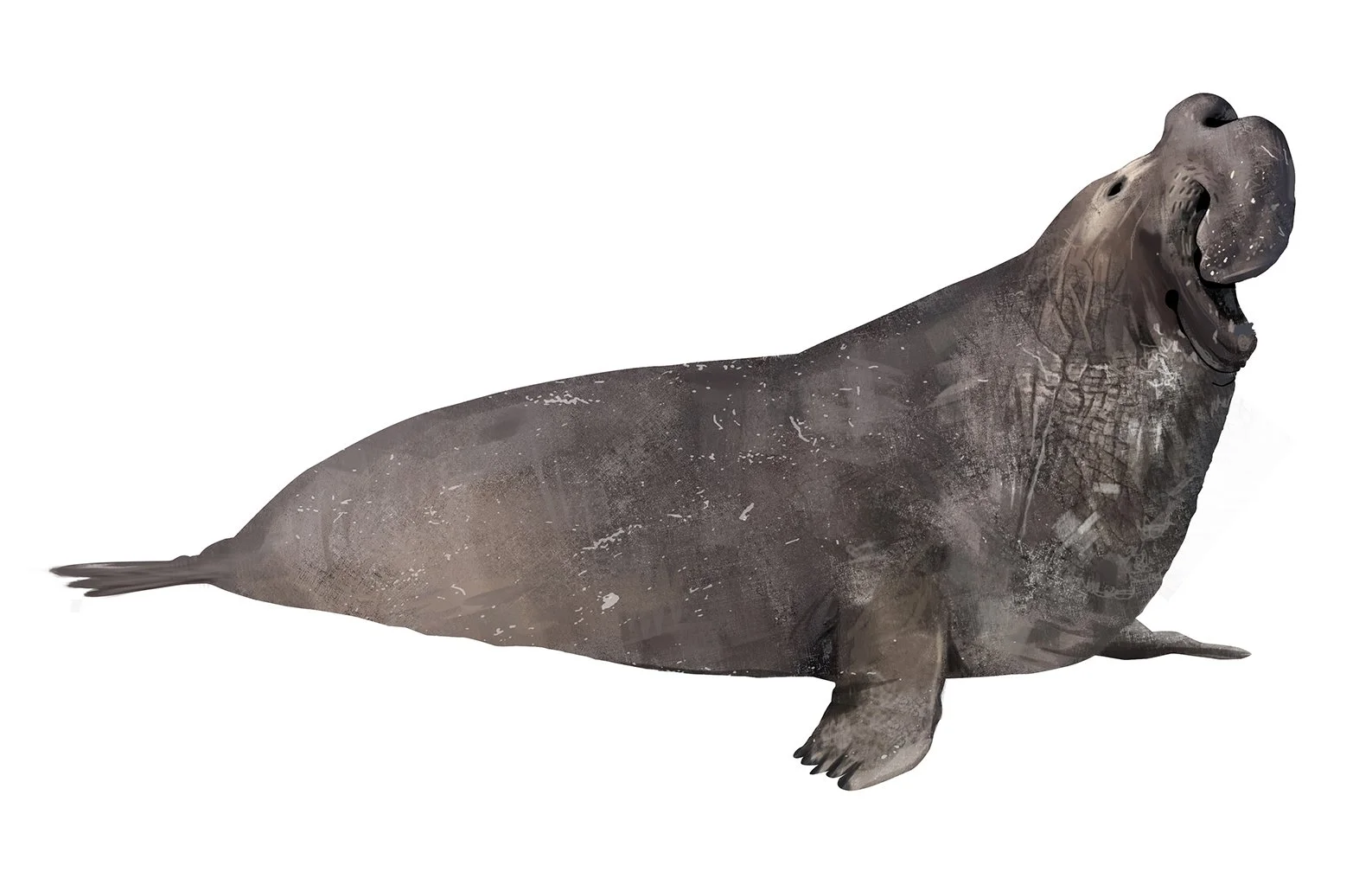 Seal_Northern_Elephant__150_R.jpg