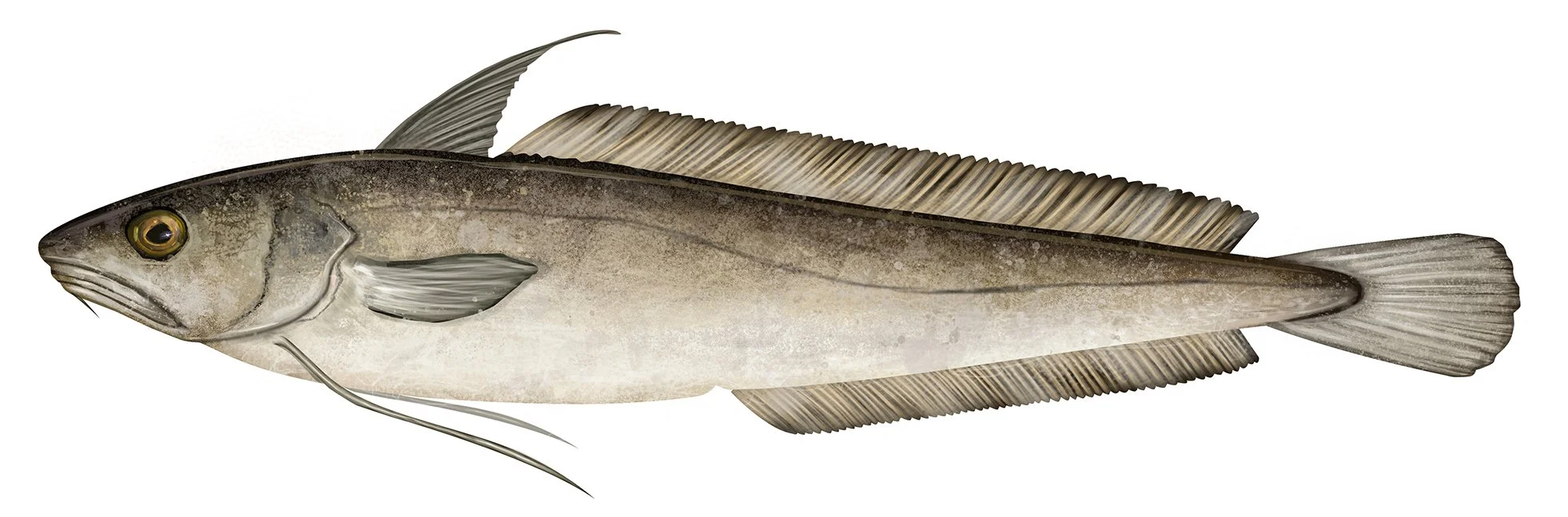 Hake_White_150_R.jpg