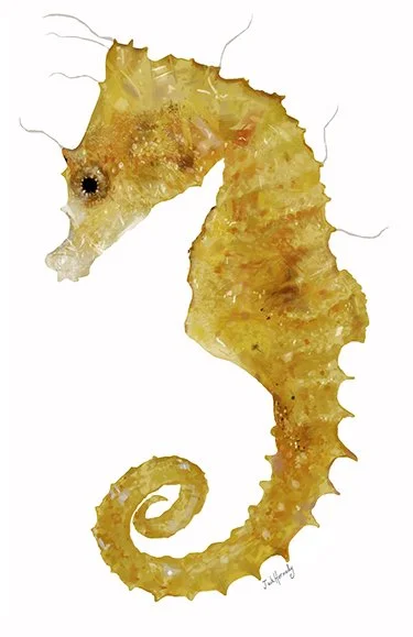 Seahorse_Dwarf_Charity_SML.jpg