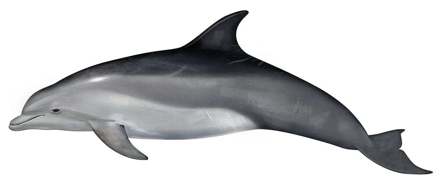 Dolphin_Bottlenose_150_R.jpg
