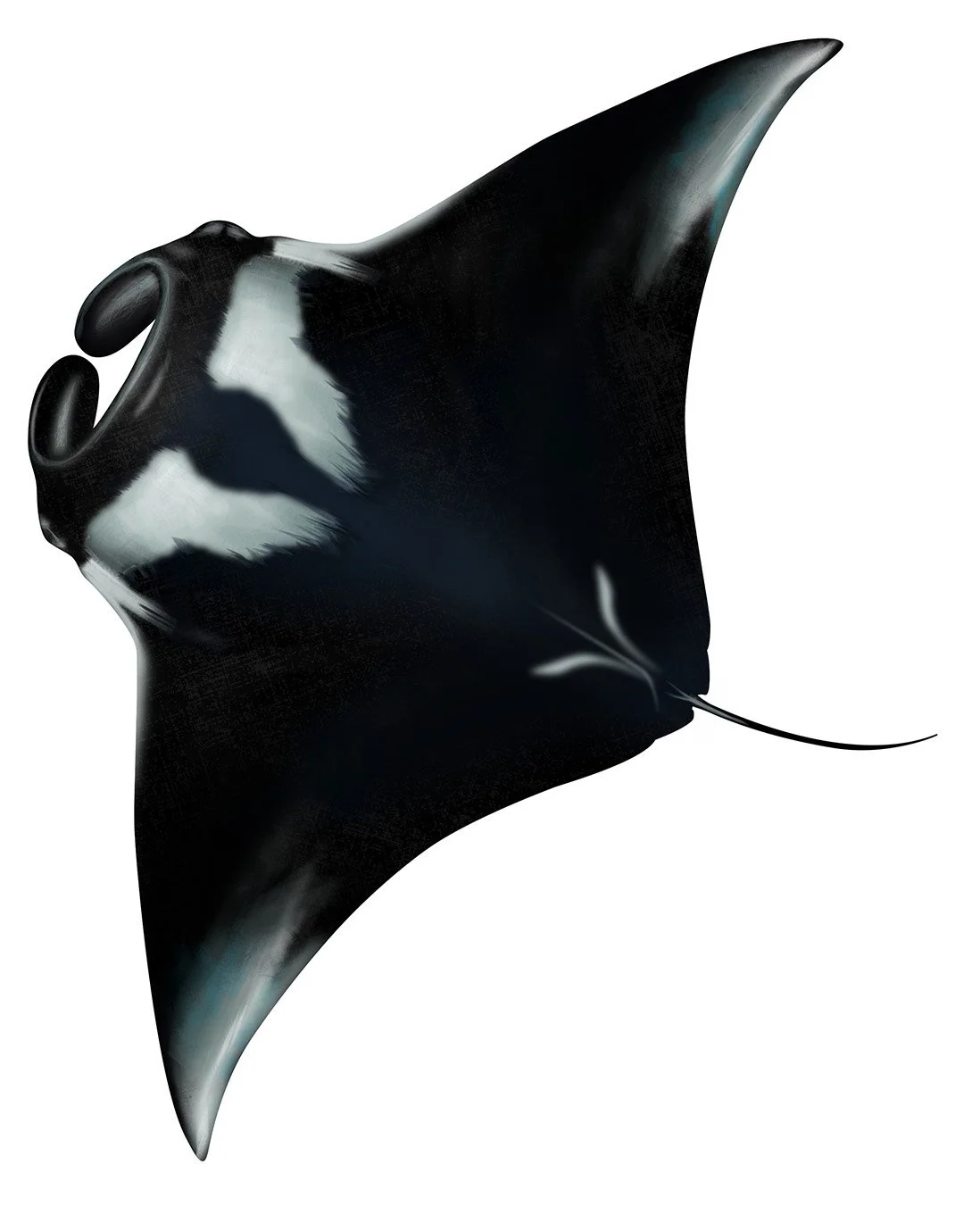 Manta_Ray_Giant_150.jpg