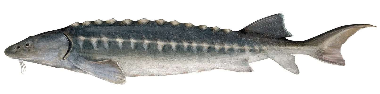 Sturgeon_European_150.jpg