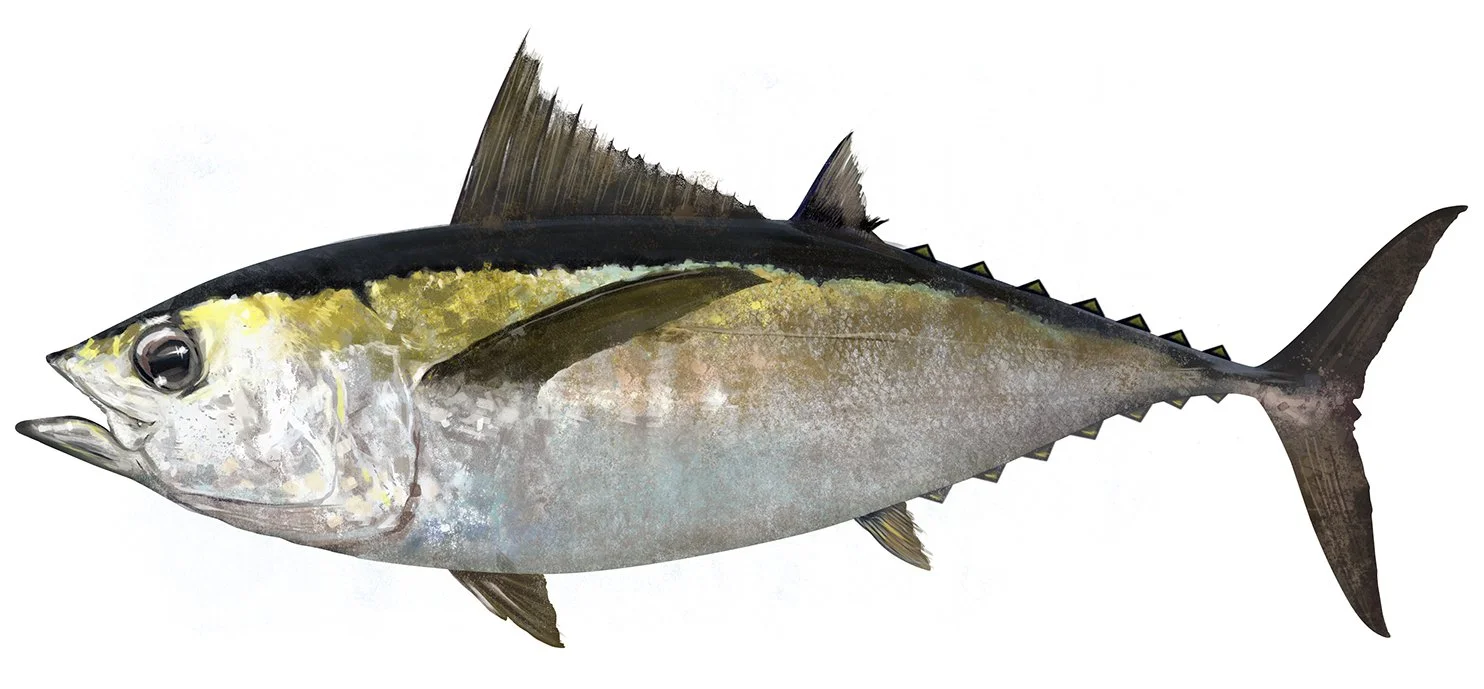Tuna_Blackfin_150.jpg