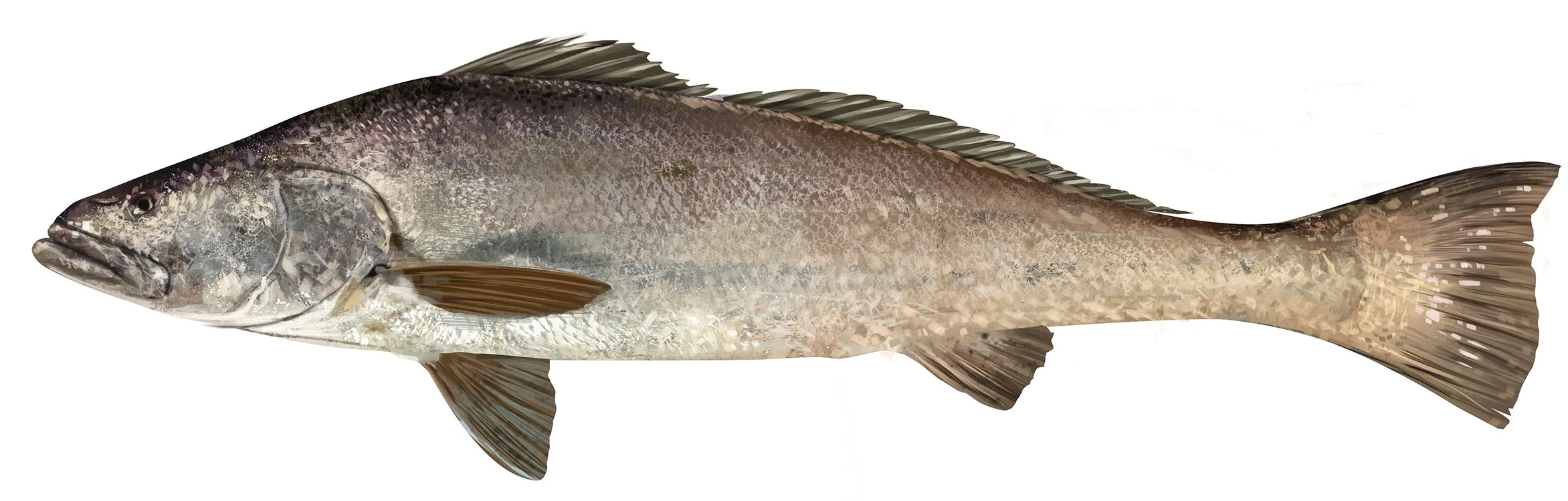 Totoaba_FNL_R_150.jpg
