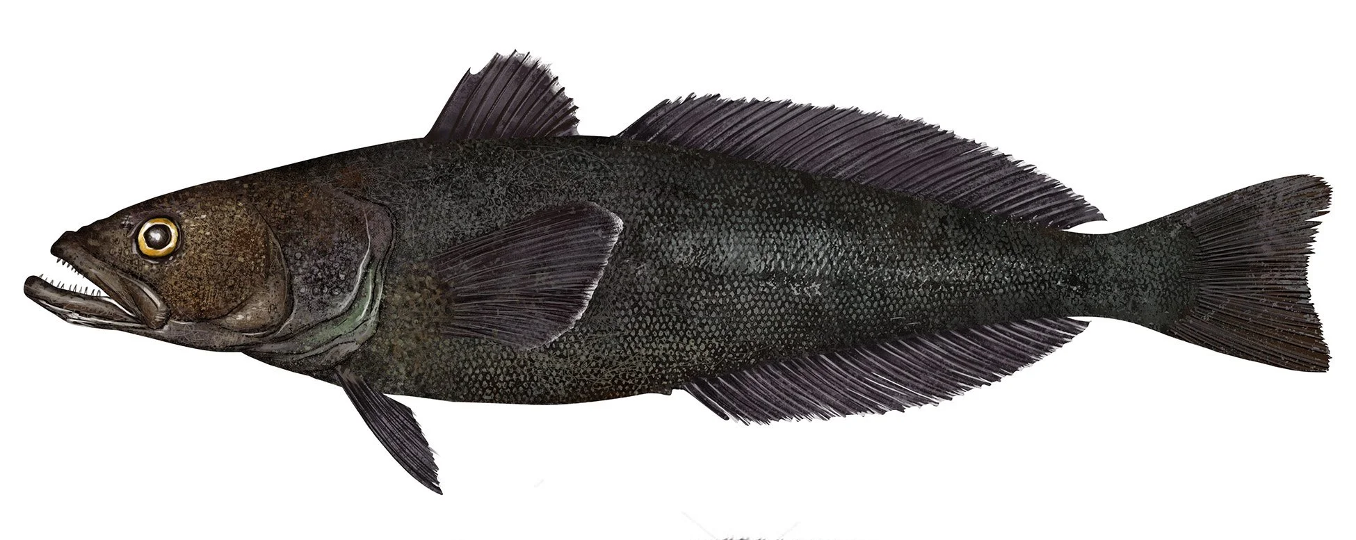 Toothfish_150.jpg