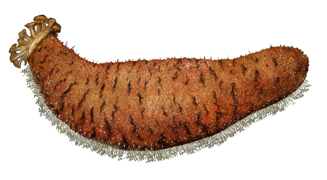 Sea_Cucumber_150.jpg
