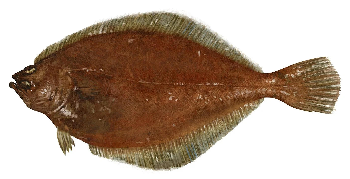 American_Plaice_Flounder_150.jpg