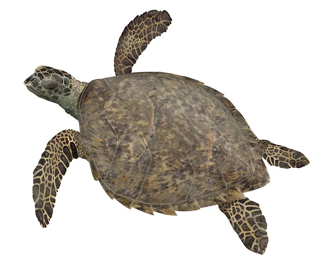Turtle_Hawk_Bill_JH_RRRRR_150.jpg
