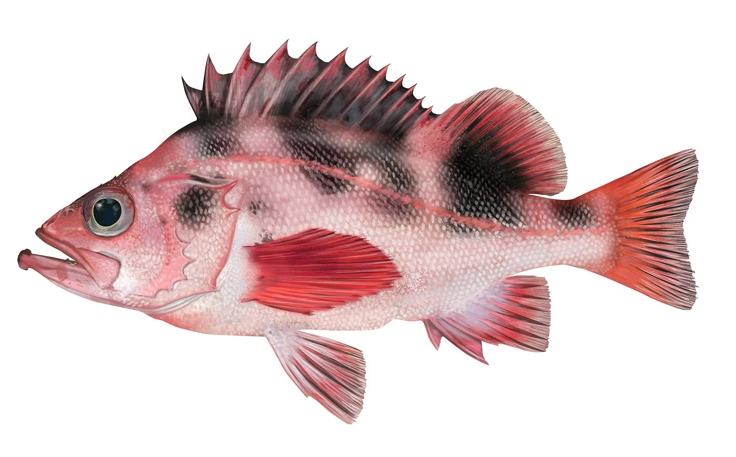 Rockfish_Darkblotched_150.jpg