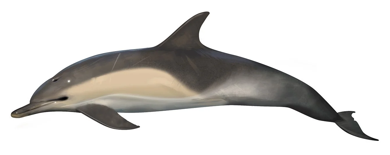 Dolphin_Common_Short_Beaked_RR_150.jpg