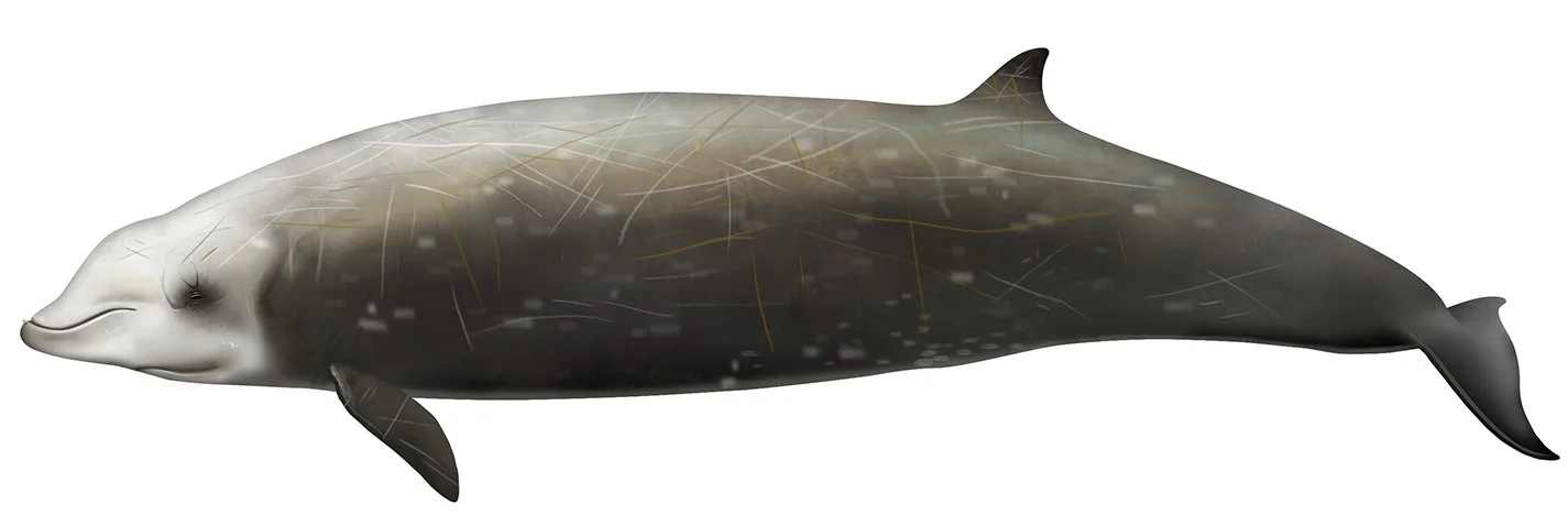 Cuvier's Beaked Whale_150.jpg