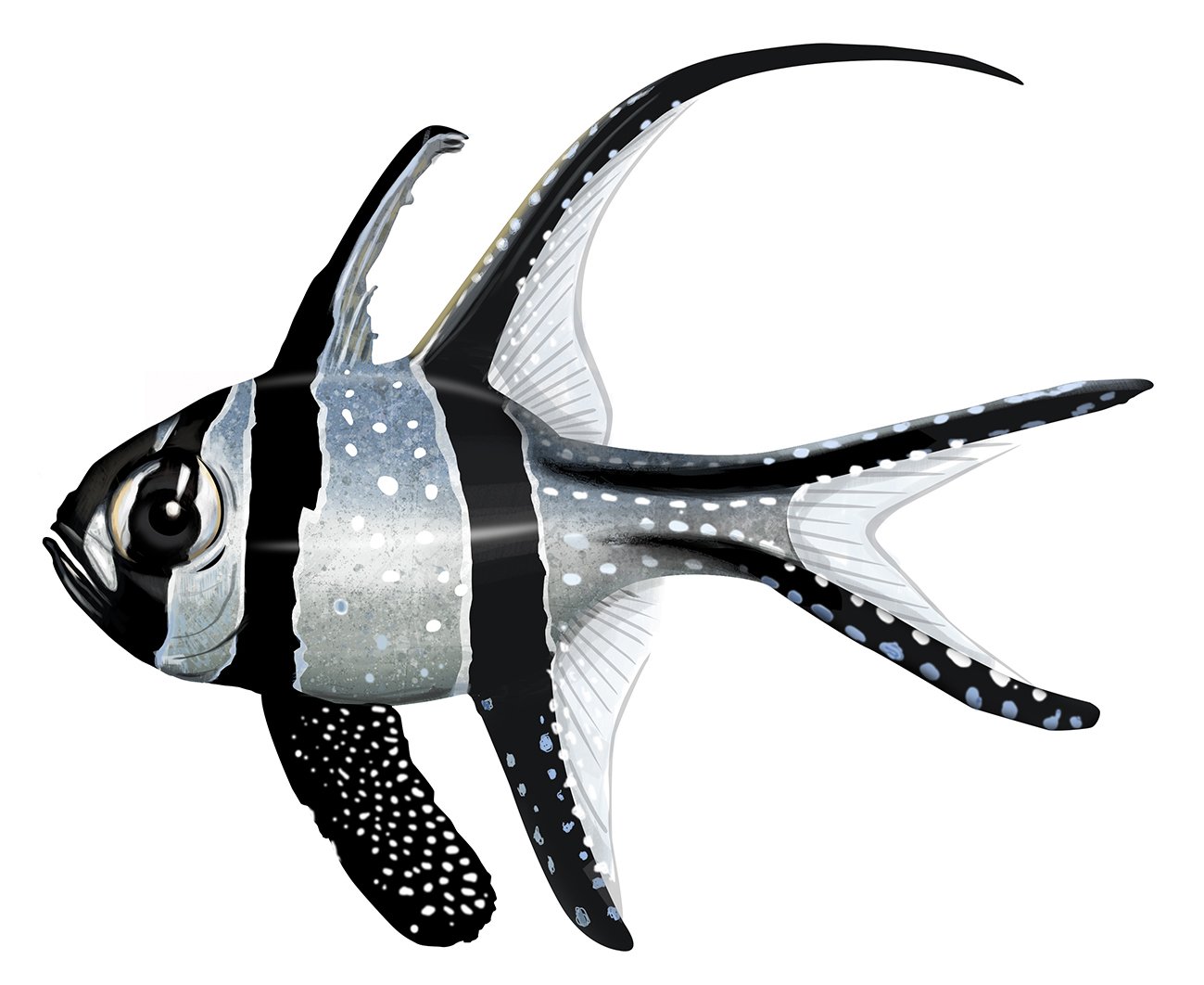 Cardinalfish_Banggai_150.jpg