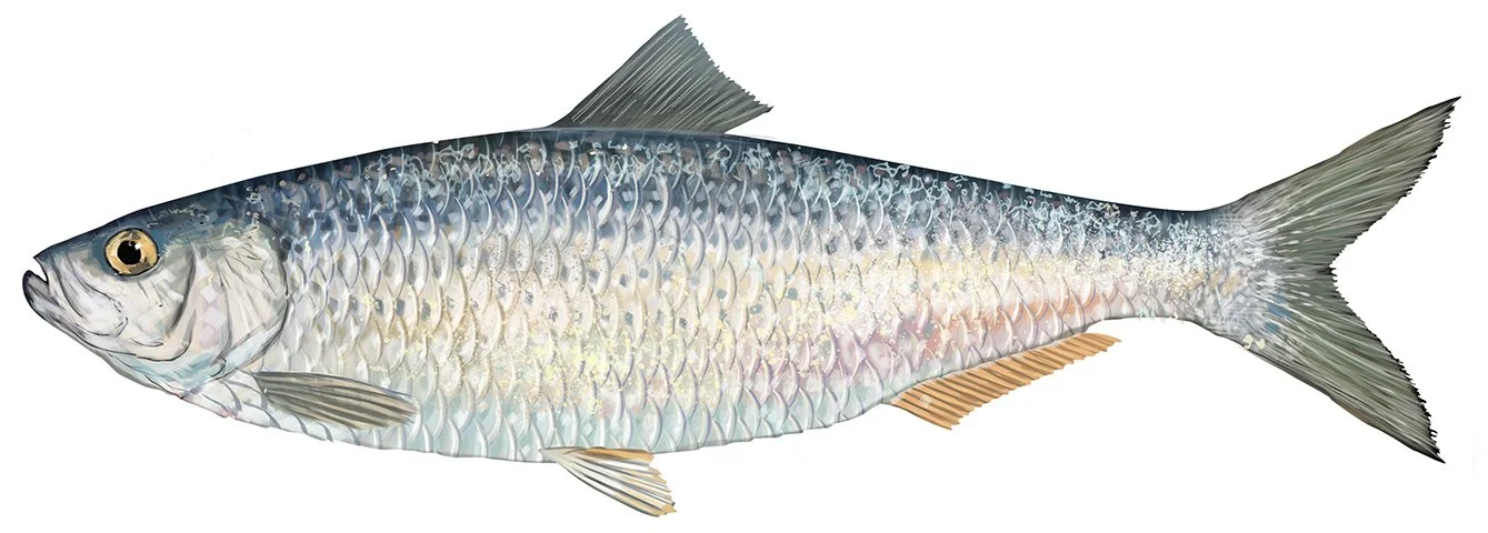 Blueback_Herring_R_150.jpg