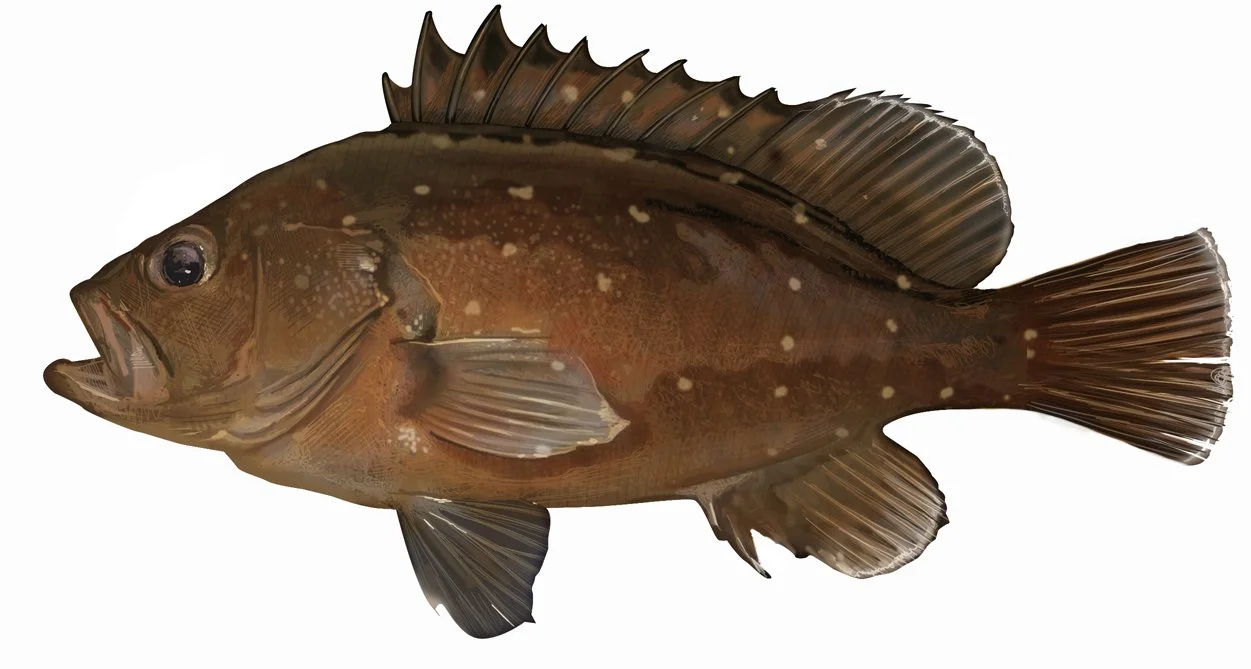 Grouper_Snowy_Flat_Copper_R_150.jpg