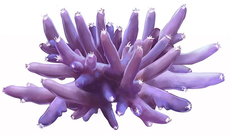 Acropora_lokani_150.jpg