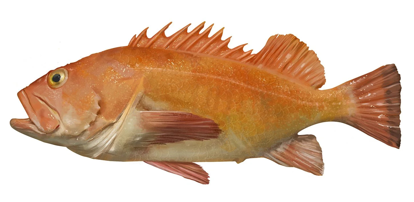 Rockfish_Yelloweye_150.jpg