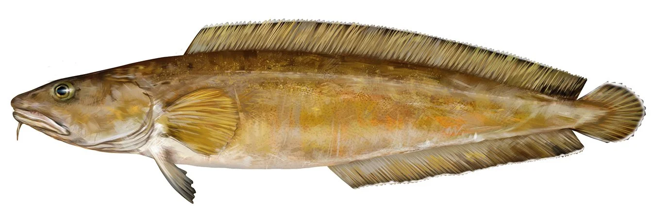 Cusk_R_150.jpg