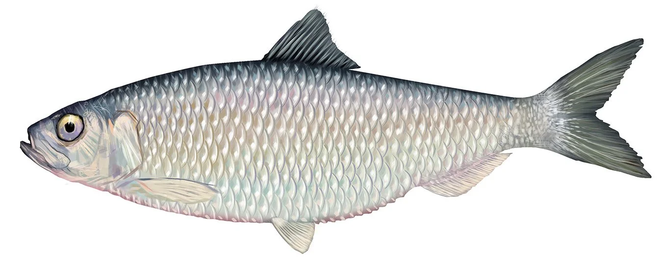 ALEWIFE_150.jpg