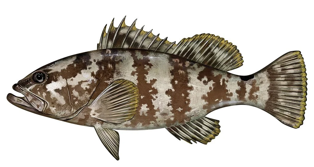 Grouper_NassauFNL_RRRR_150.jpg
