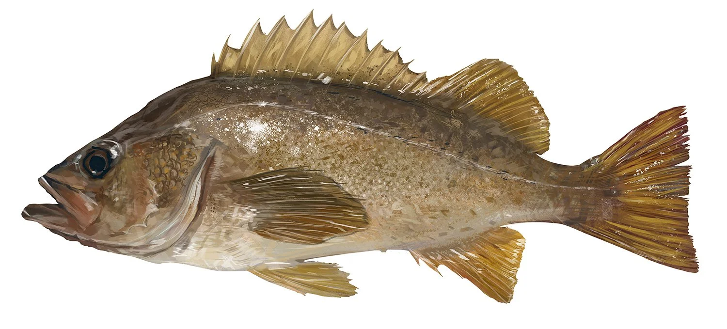 Rockfish_yellowtail_150.jpg