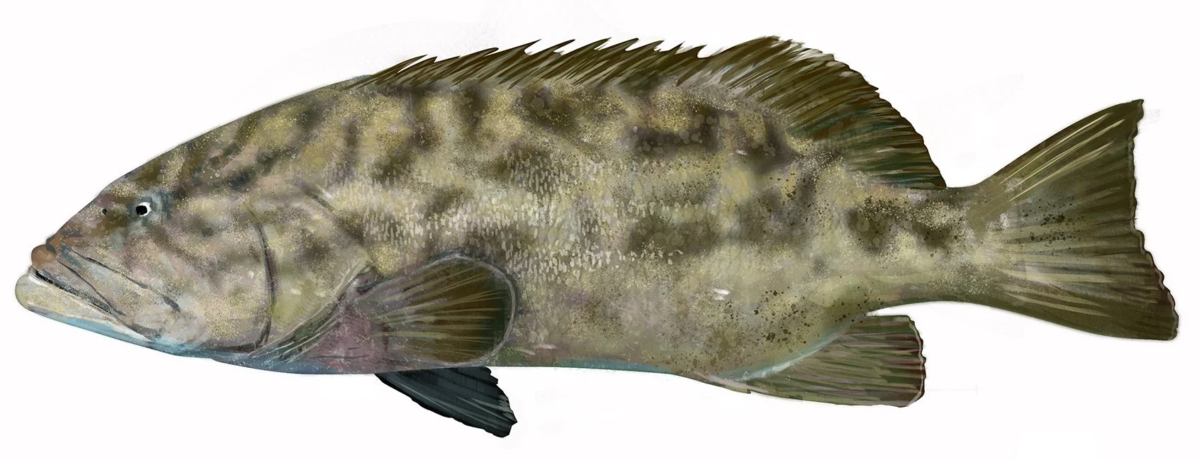 grouper_Gulf_FNL_RR_150.jpg