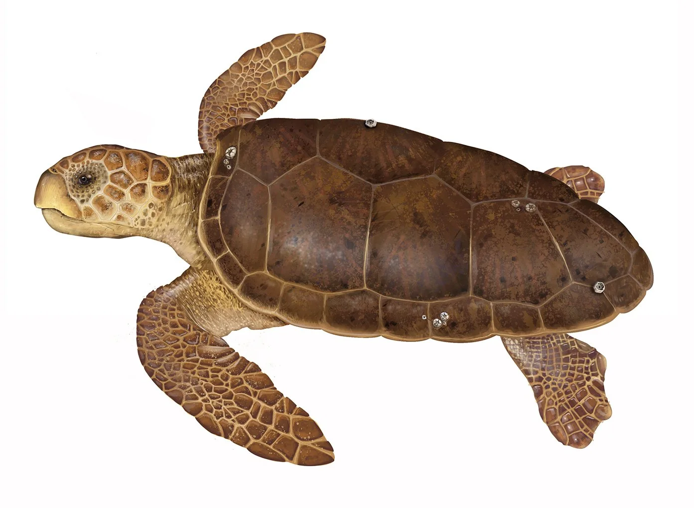 Sea_Turtle_Loggerhead_150.jpg