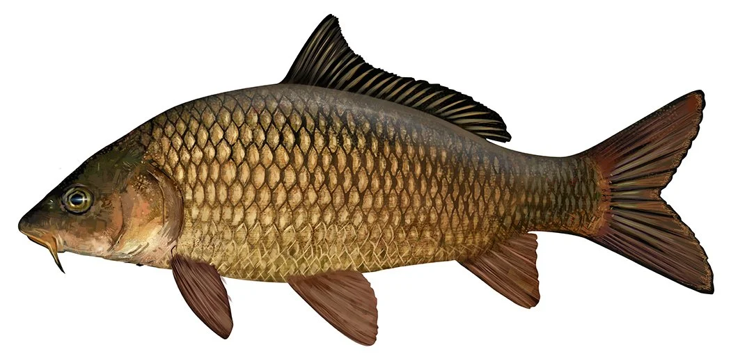 CARP_150.jpg