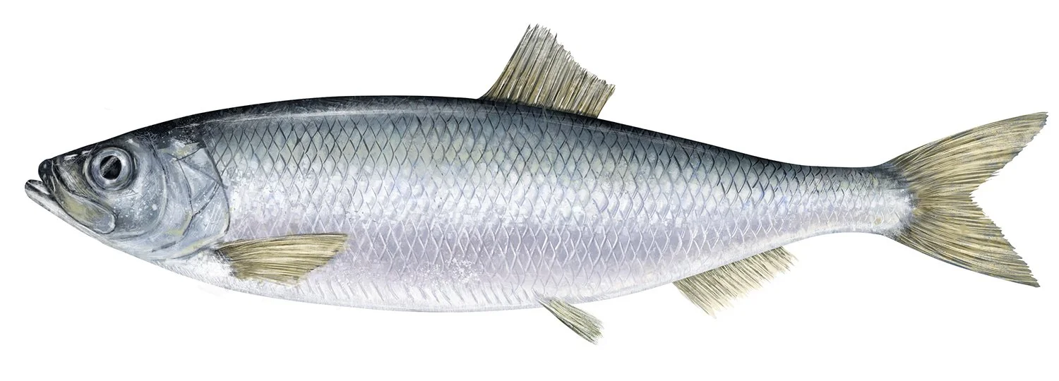 Herring_Pacific_R_150.jpg