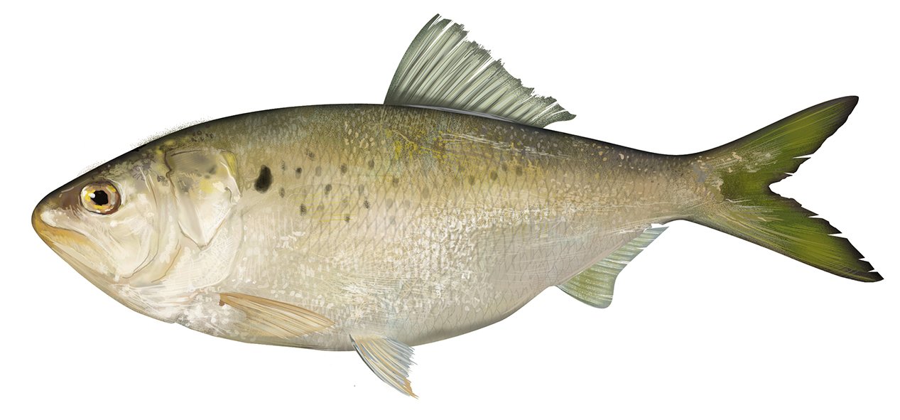 Atlantic_Menhaden_R_150.jpg