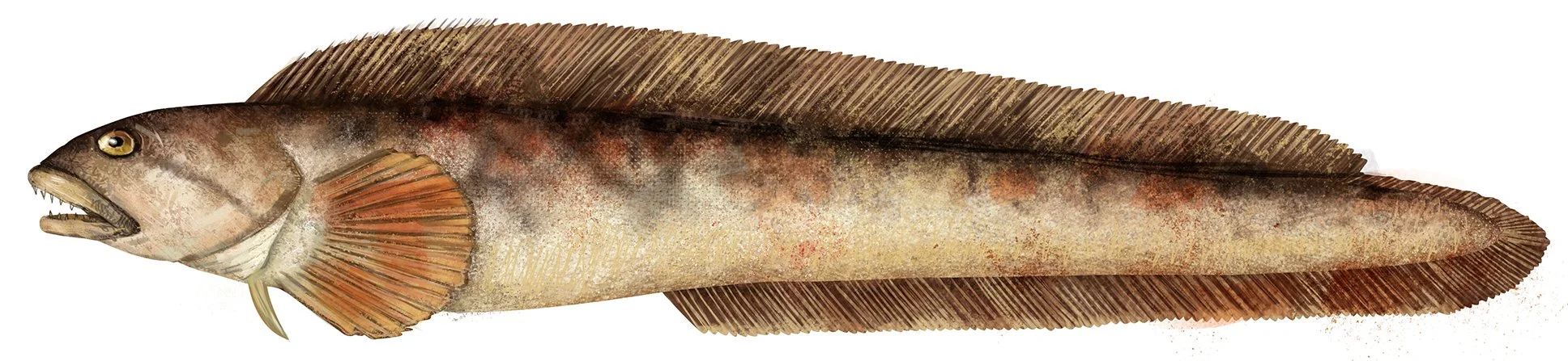 Ocean_Pout_R_150.jpg