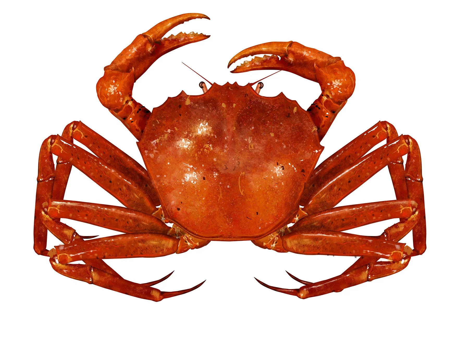Crab_Atlantic_Deep_Sea_Red_150.jpg