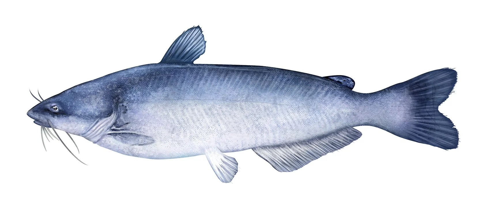 BLUE_CATFISH_RRR_150.jpg