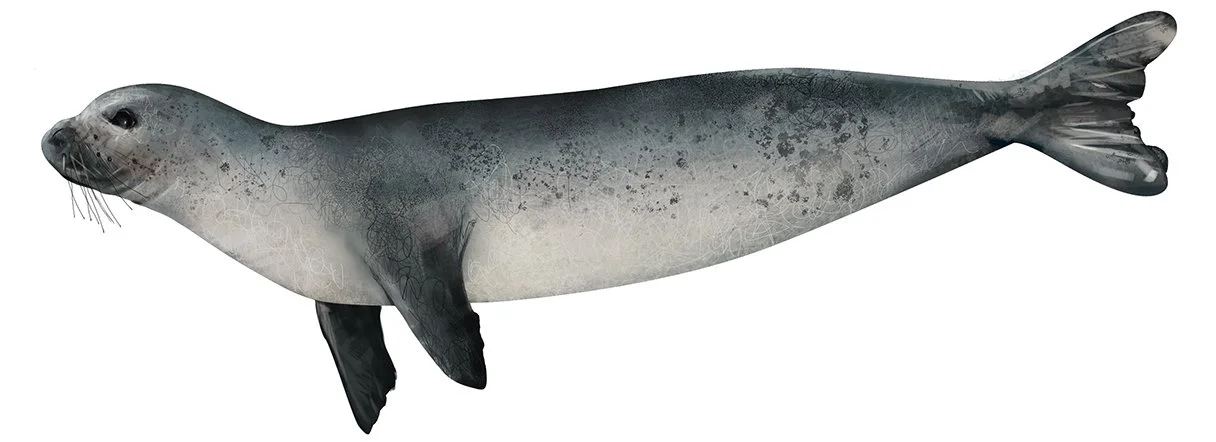 Mediterranean_Monk_Seal_150.jpg