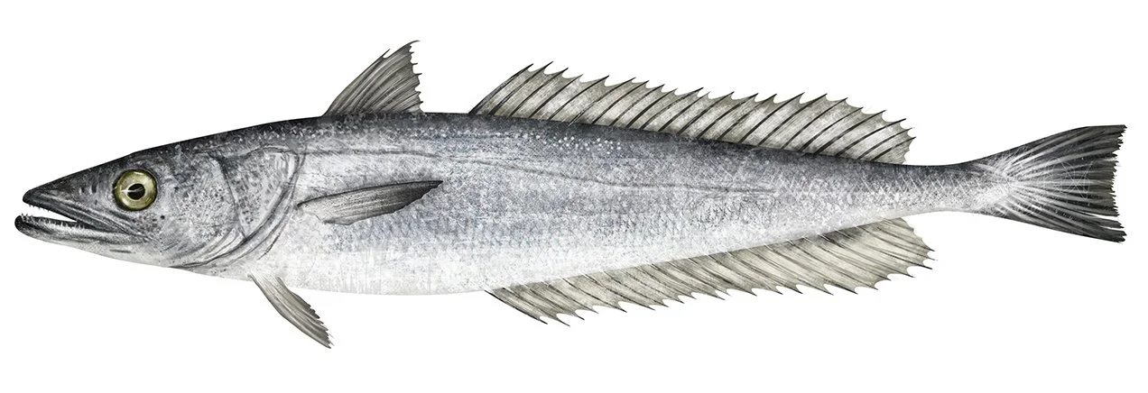 Hake_Offshore_R_150.jpg