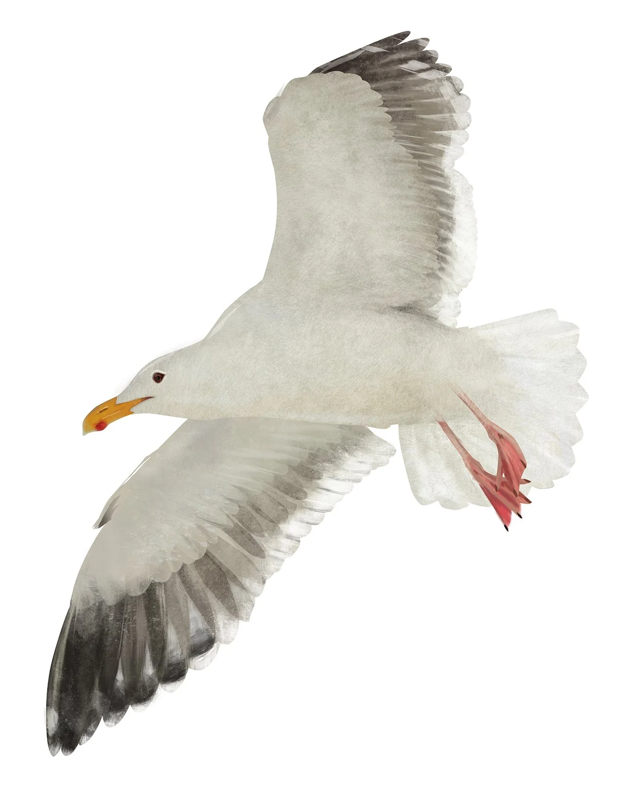 Western_Gull_150.jpg