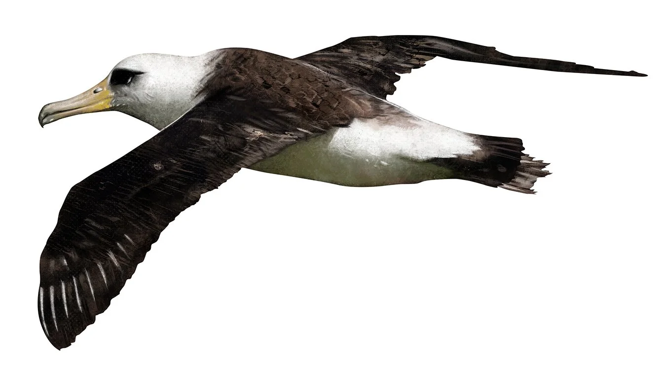 Laysan_Albatross_150.jpg