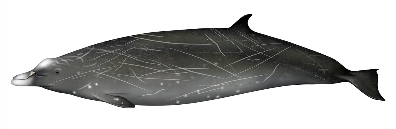 Whale_Hubbs_Beaked_RR_150.jpg
