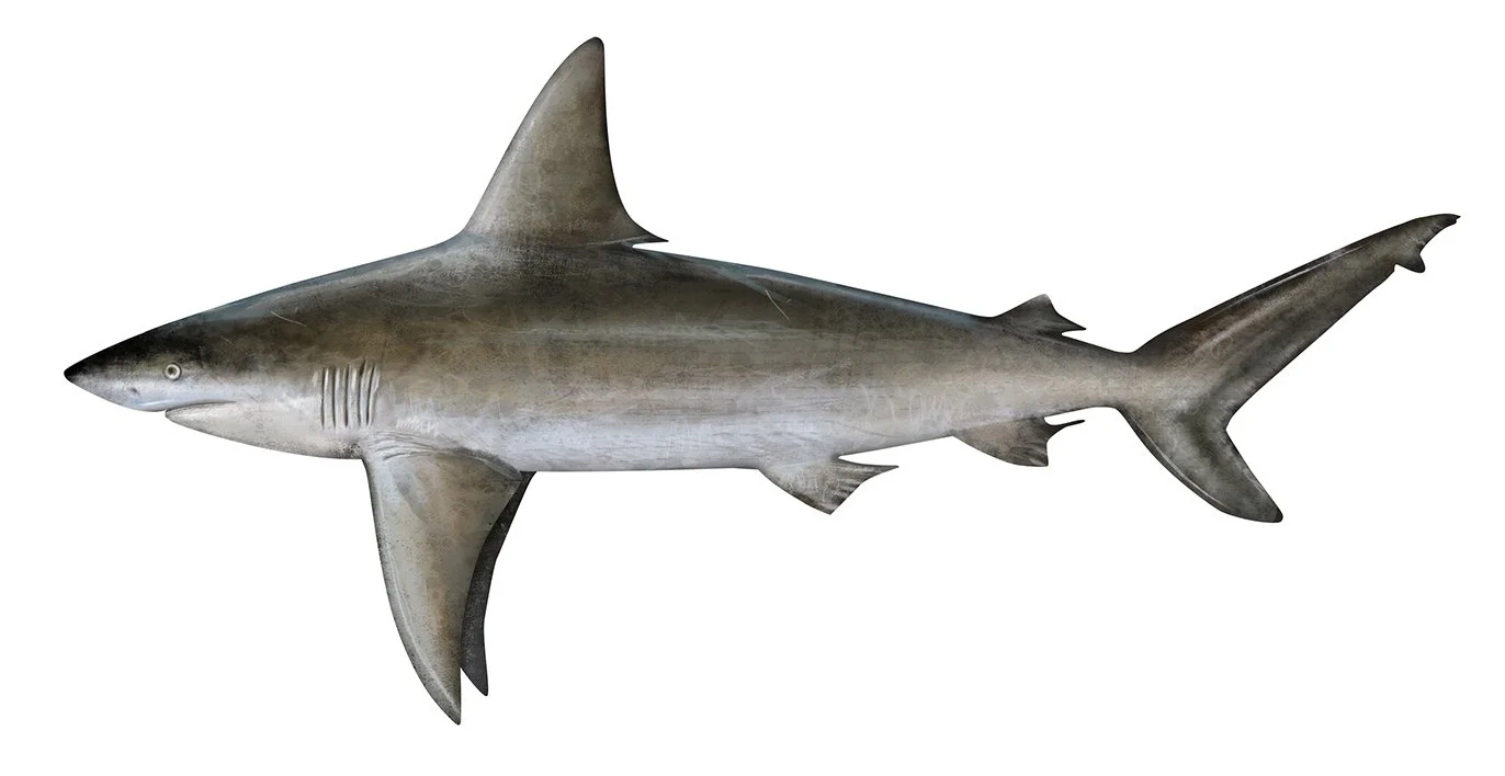 Shark_Sandbar_R_150.jpg
