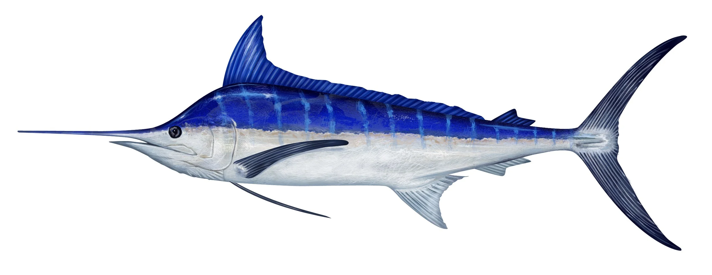 PacificBlueMarlin.jpg