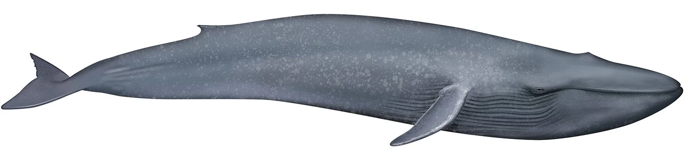 Whale_Blue_150.jpg