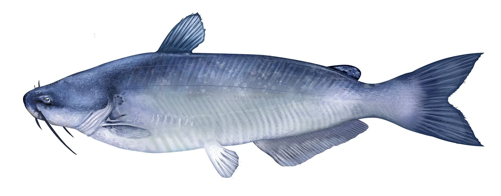 BLUE_CATFISH_150.jpg