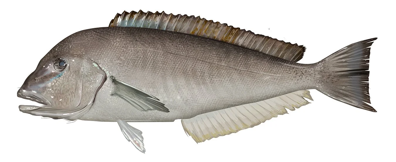 Blueline Tilefish_150.jpg
