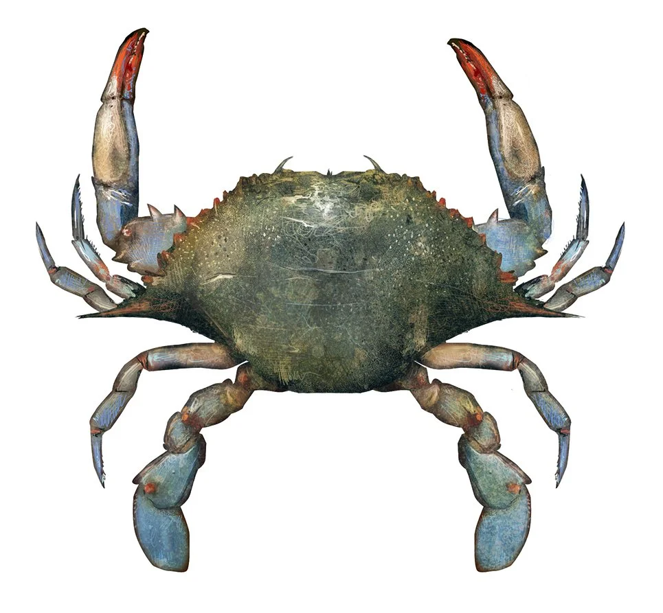 Crab_Blue__150.jpg